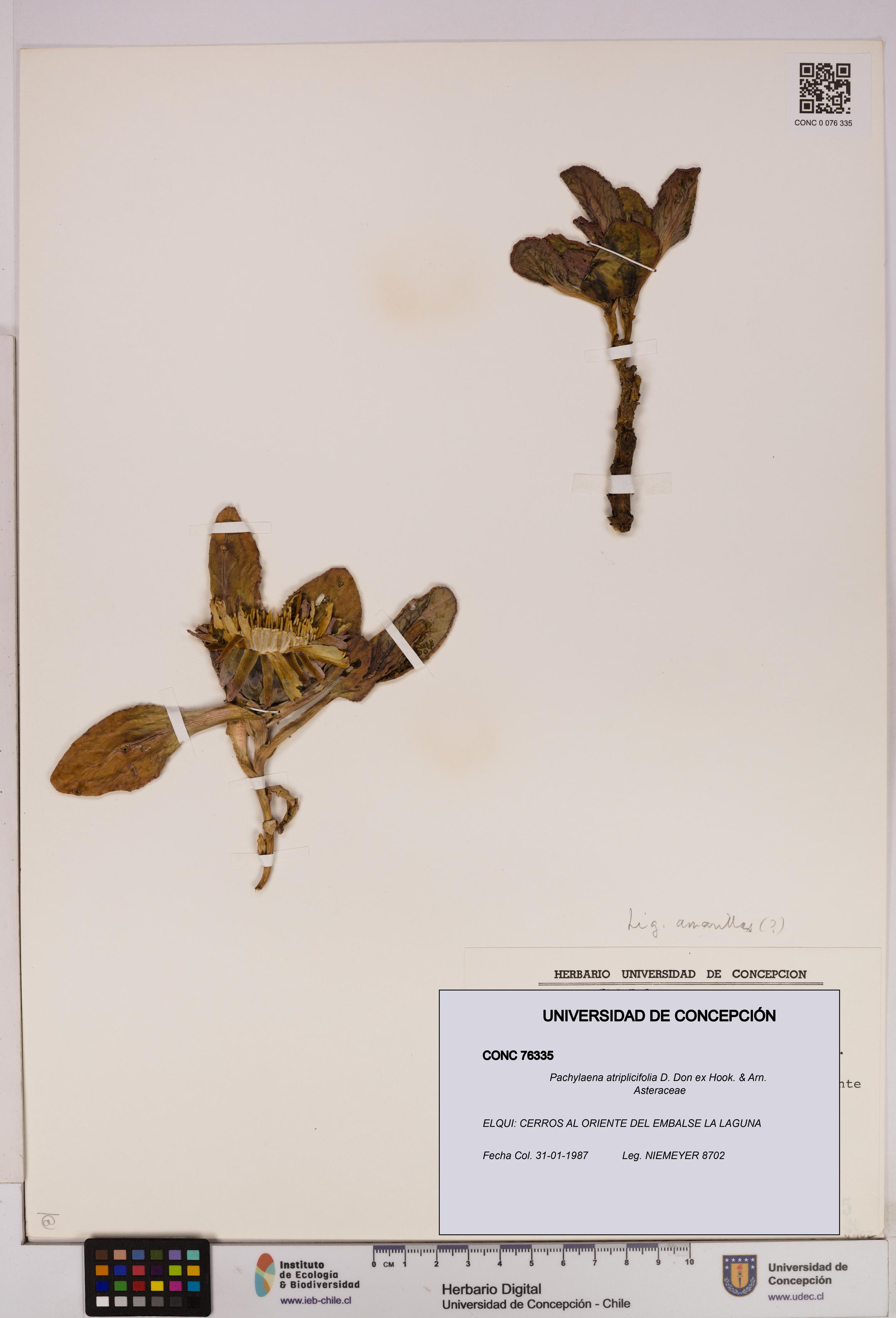 Pachylaena atriplicifolia [Espécimen: ]