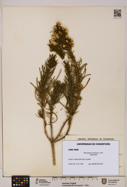 Pleocarphus revolutus [Espécimen: UDEC:CONC:0076336]