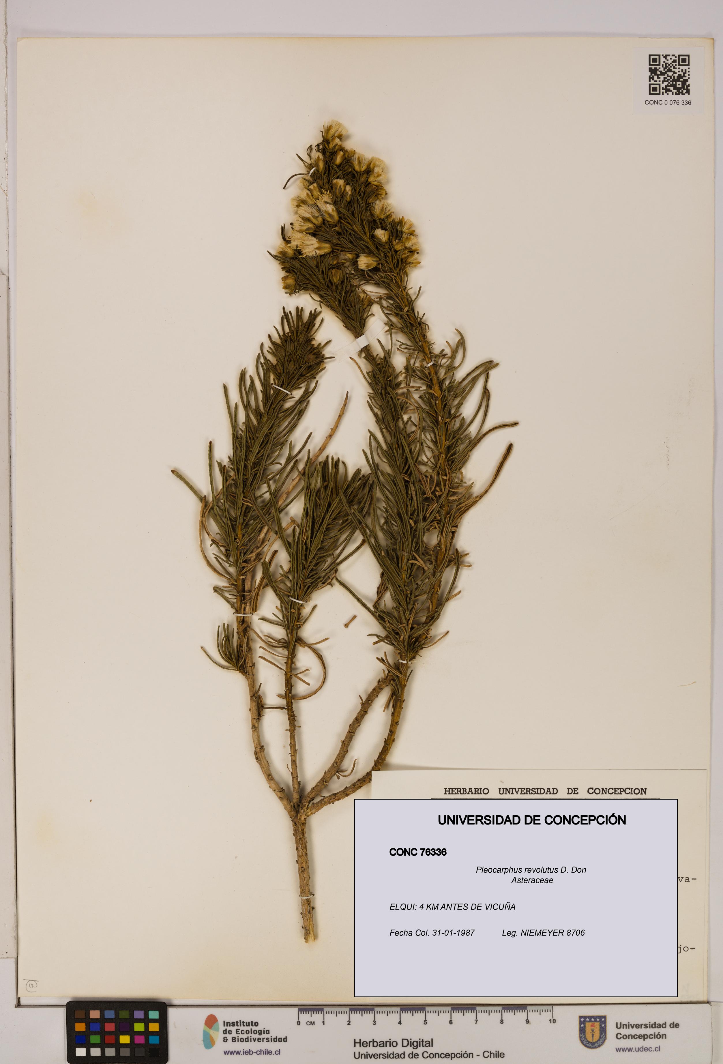 Pleocarphus revolutus [Espécimen: UDEC:CONC:0076336]