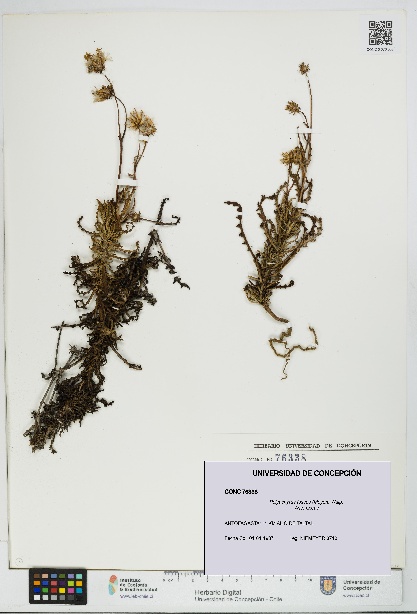 Polyachyrus fuscus [Espécimen: UDEC:CONC:0076338]