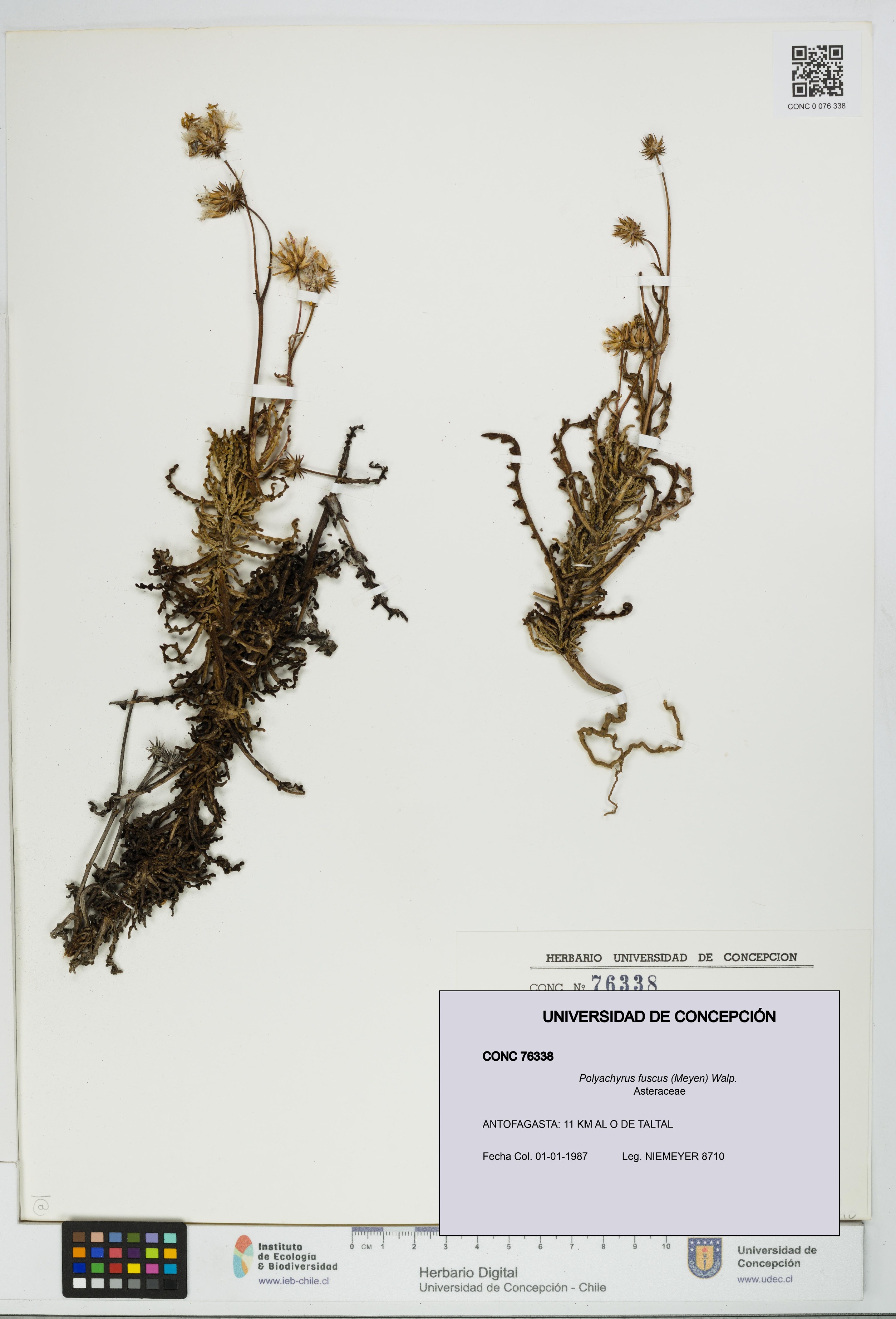 Polyachyrus fuscus [Espécimen: UDEC:CONC:0076338]