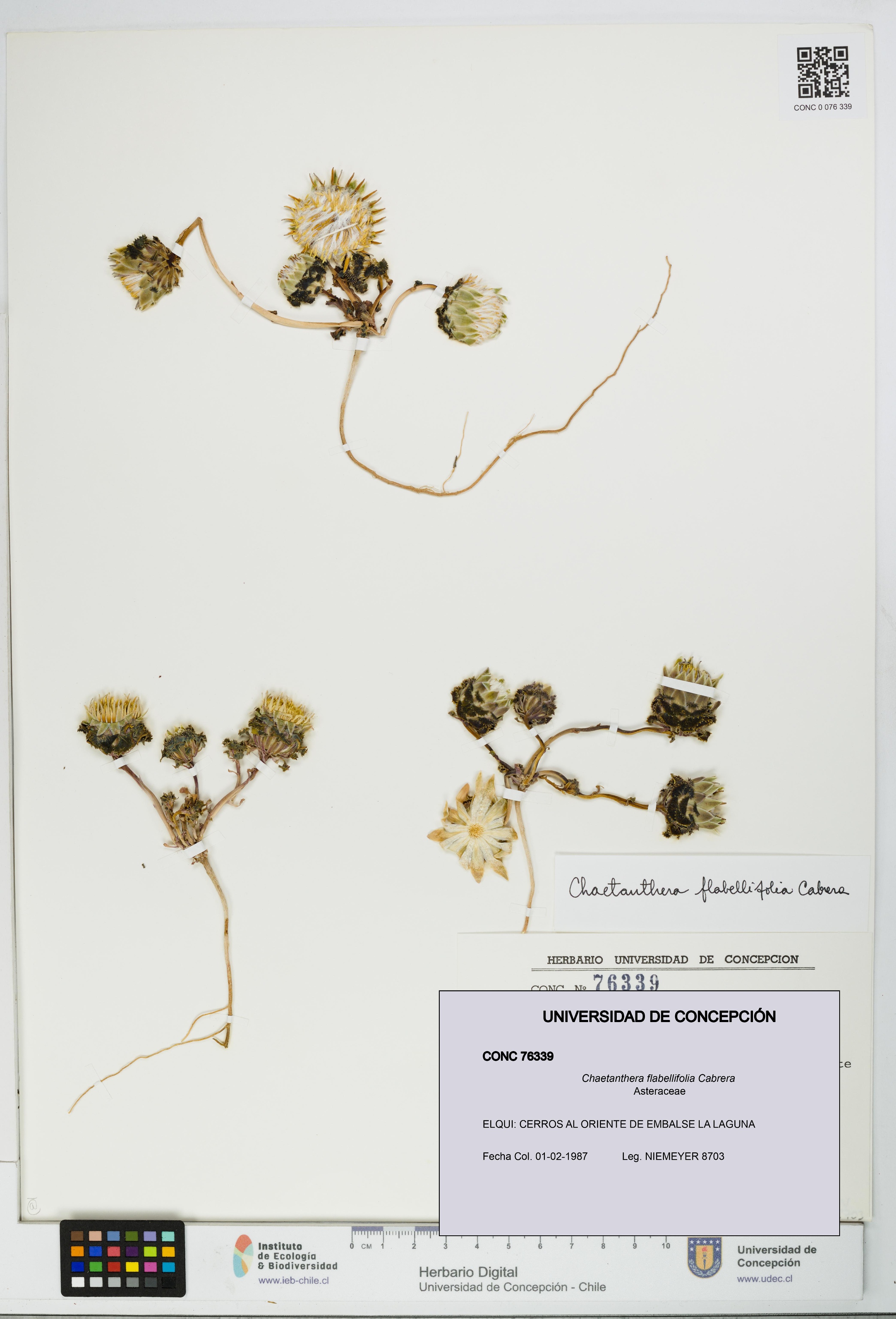 Chaetanthera flabellifolia [Espécimen: UDEC:CONC:0076339]