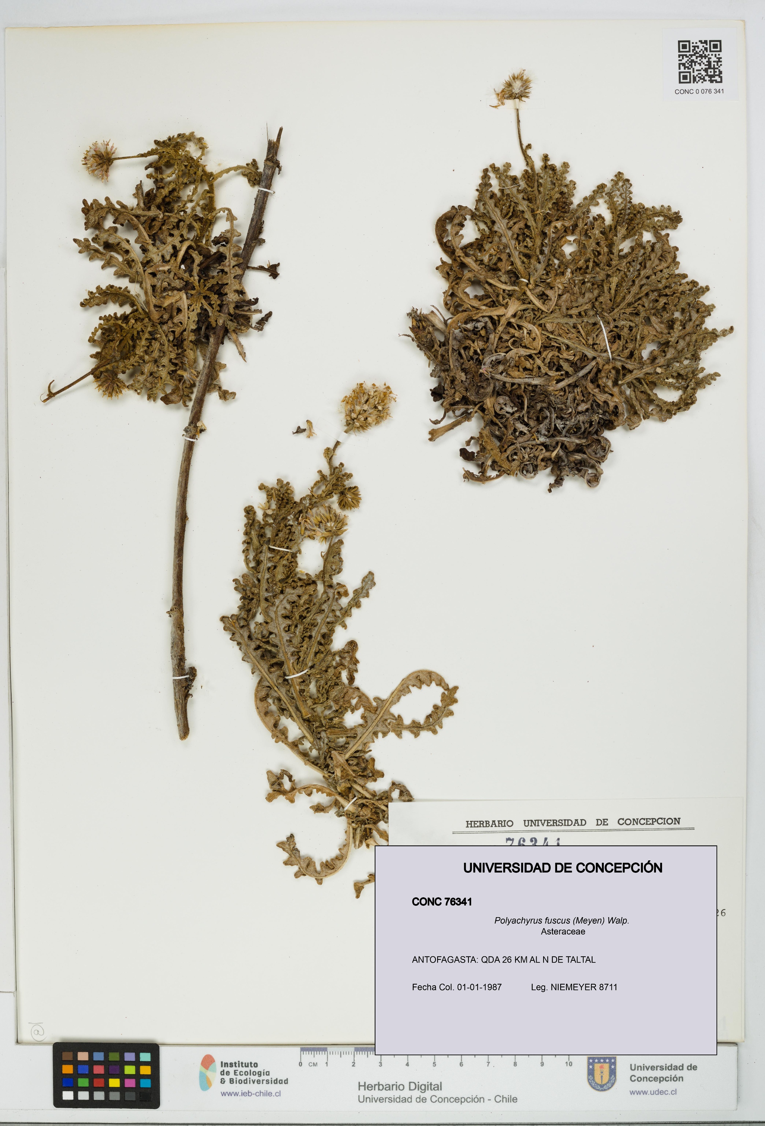 Polyachyrus fuscus [Espécimen: UDEC:CONC:0076341]