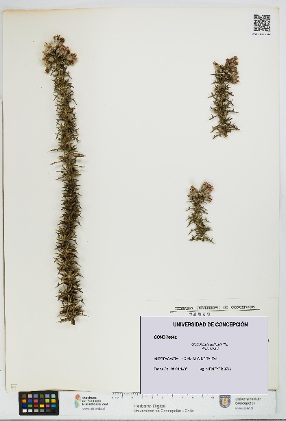 Oxyphyllum ulicinum [Espécimen: ]