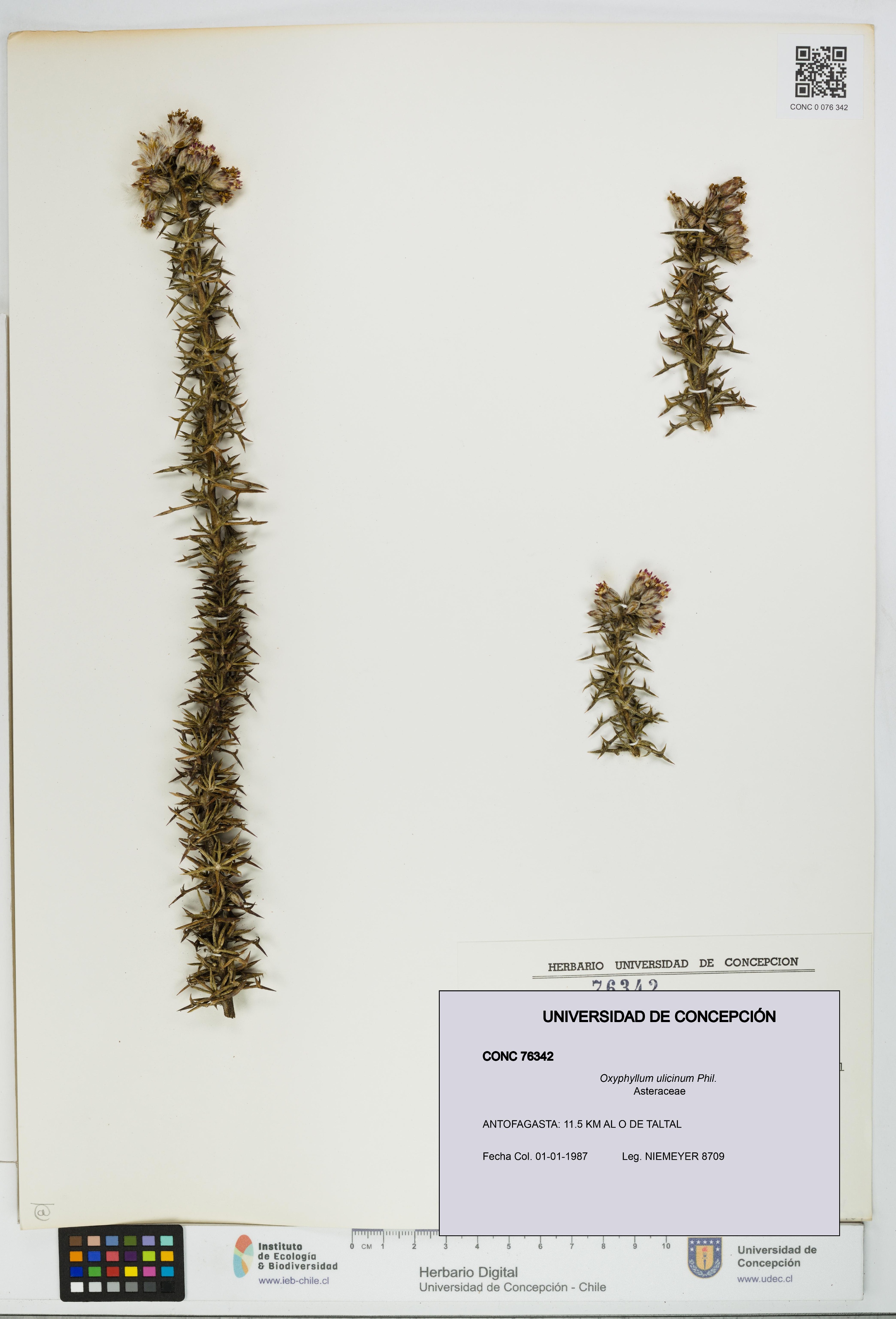 Oxyphyllum ulicinum [Espécimen: ]