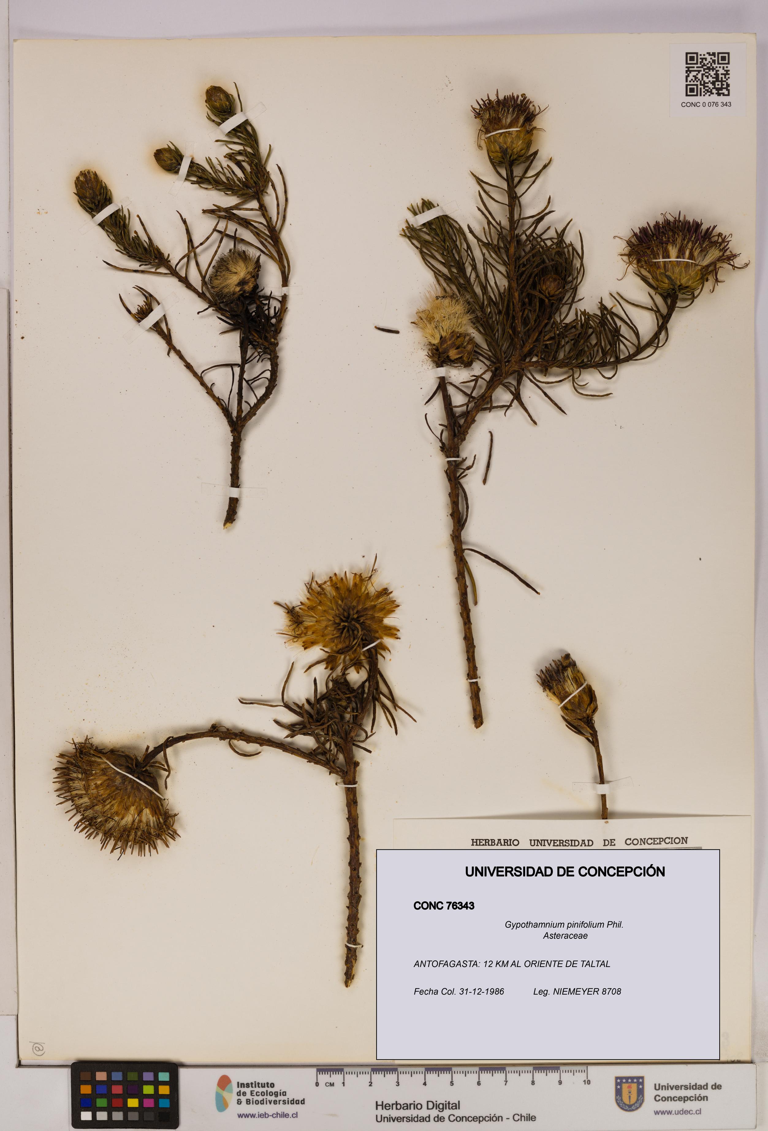 Gypothamnium pinifolium [Espécimen: UDEC:CONC:0076343]