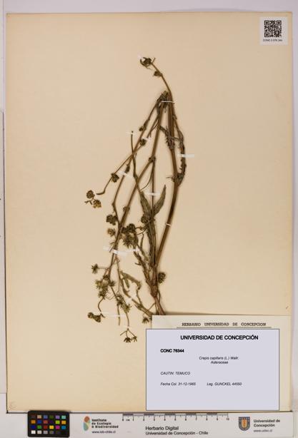 Crepis capillaris [Espécimen: UDEC:CONC:0076344]