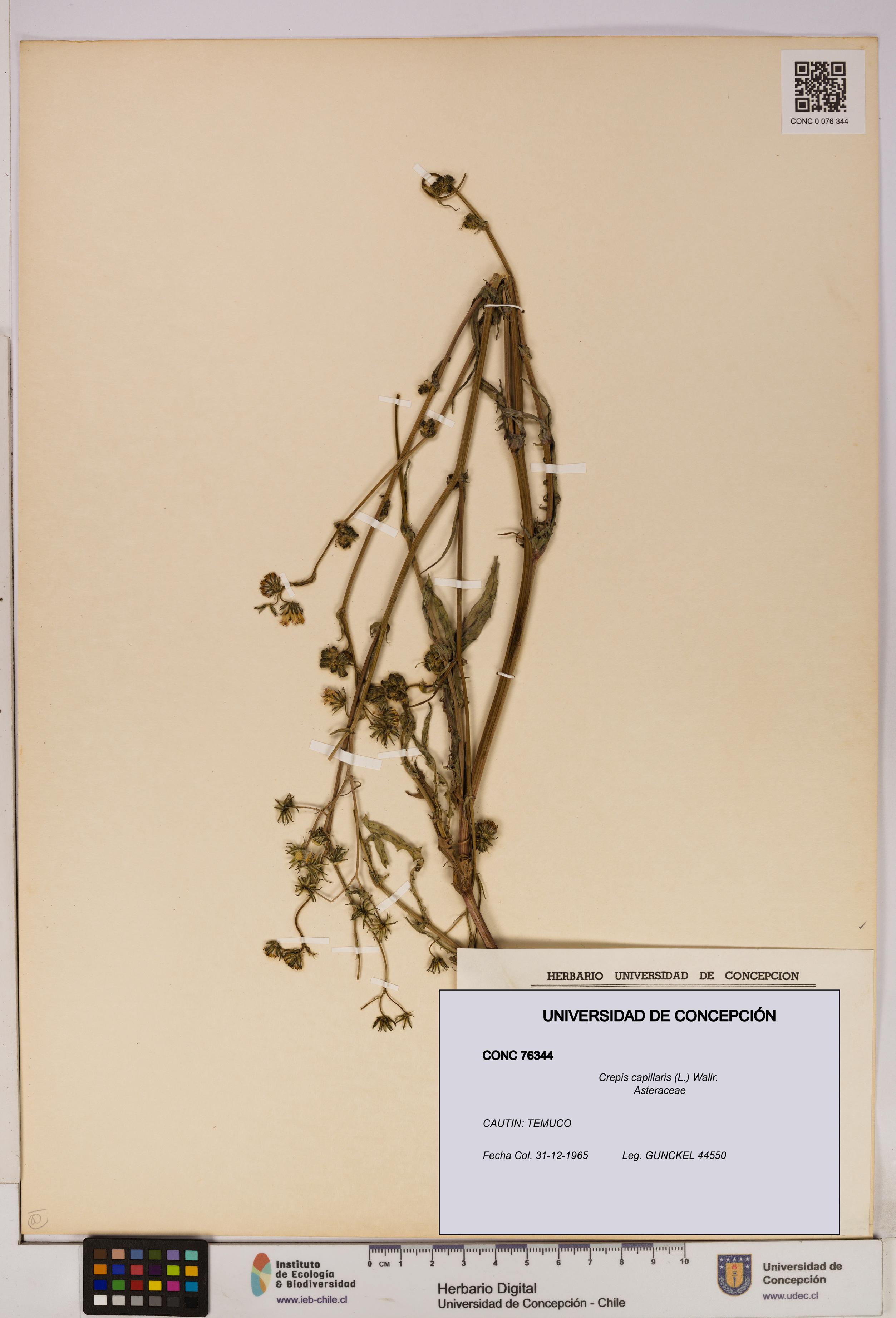 Crepis capillaris [Espécimen: UDEC:CONC:0076344]