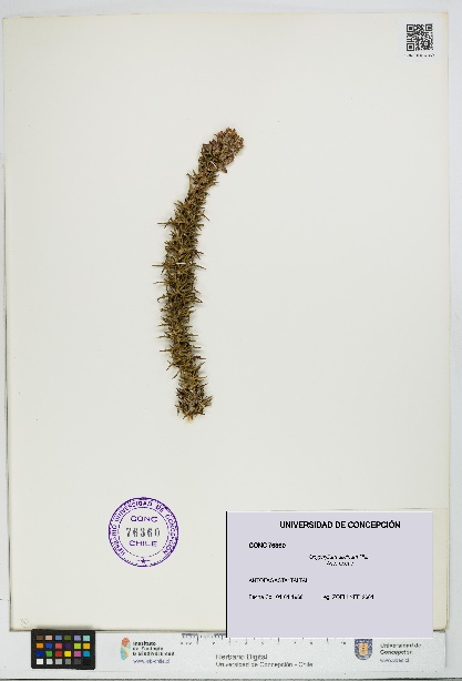 Oxyphyllum ulicinum [Espécimen: ]
