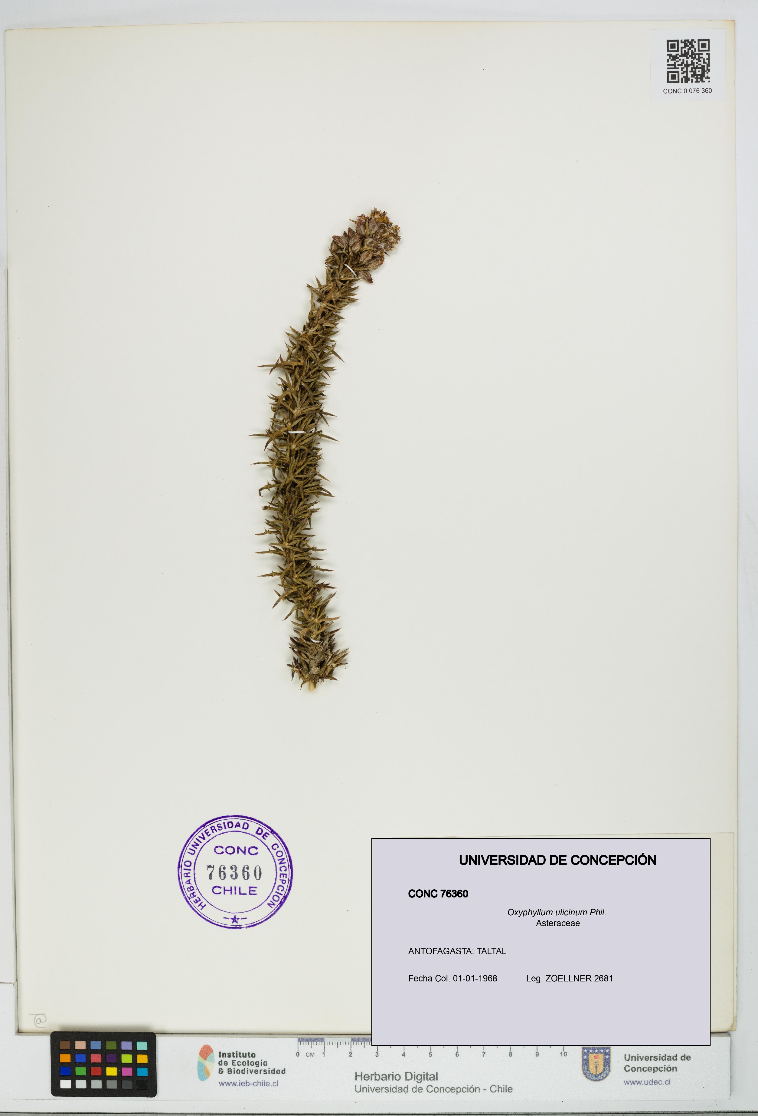 Oxyphyllum ulicinum [Espécimen: ]