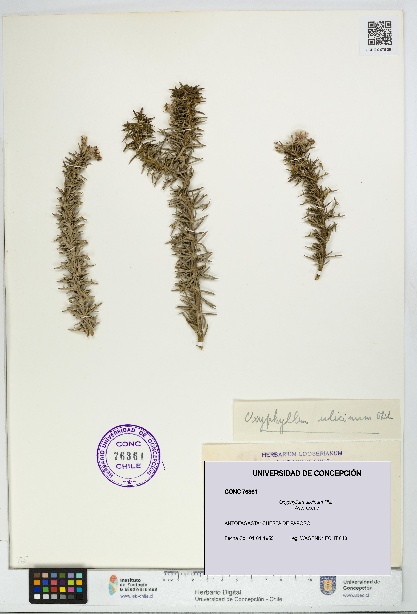 Oxyphyllum ulicinum [Espécimen: ]