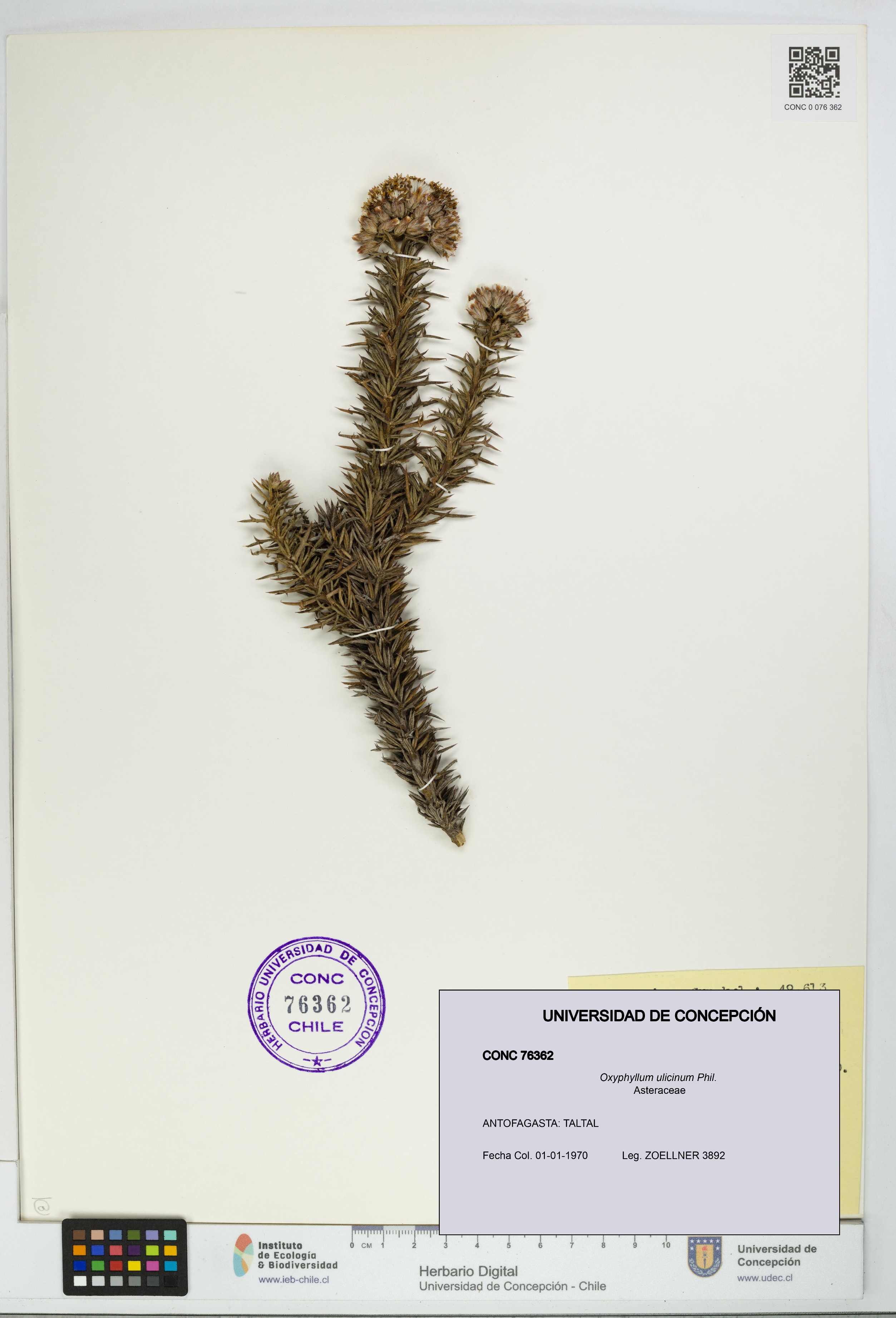Oxyphyllum ulicinum [Espécimen: ]