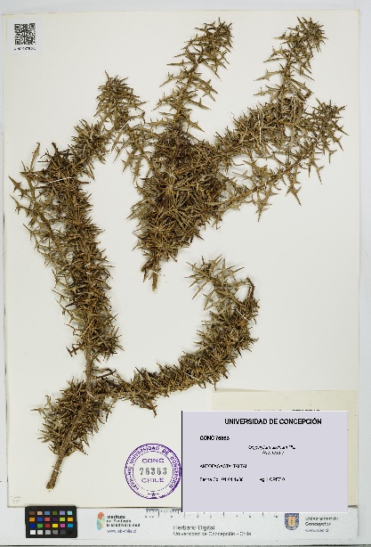 Oxyphyllum ulicinum [Espécimen: ]