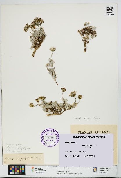 Senecio looseri [Espécimen: UDEC:CONC:0076364]