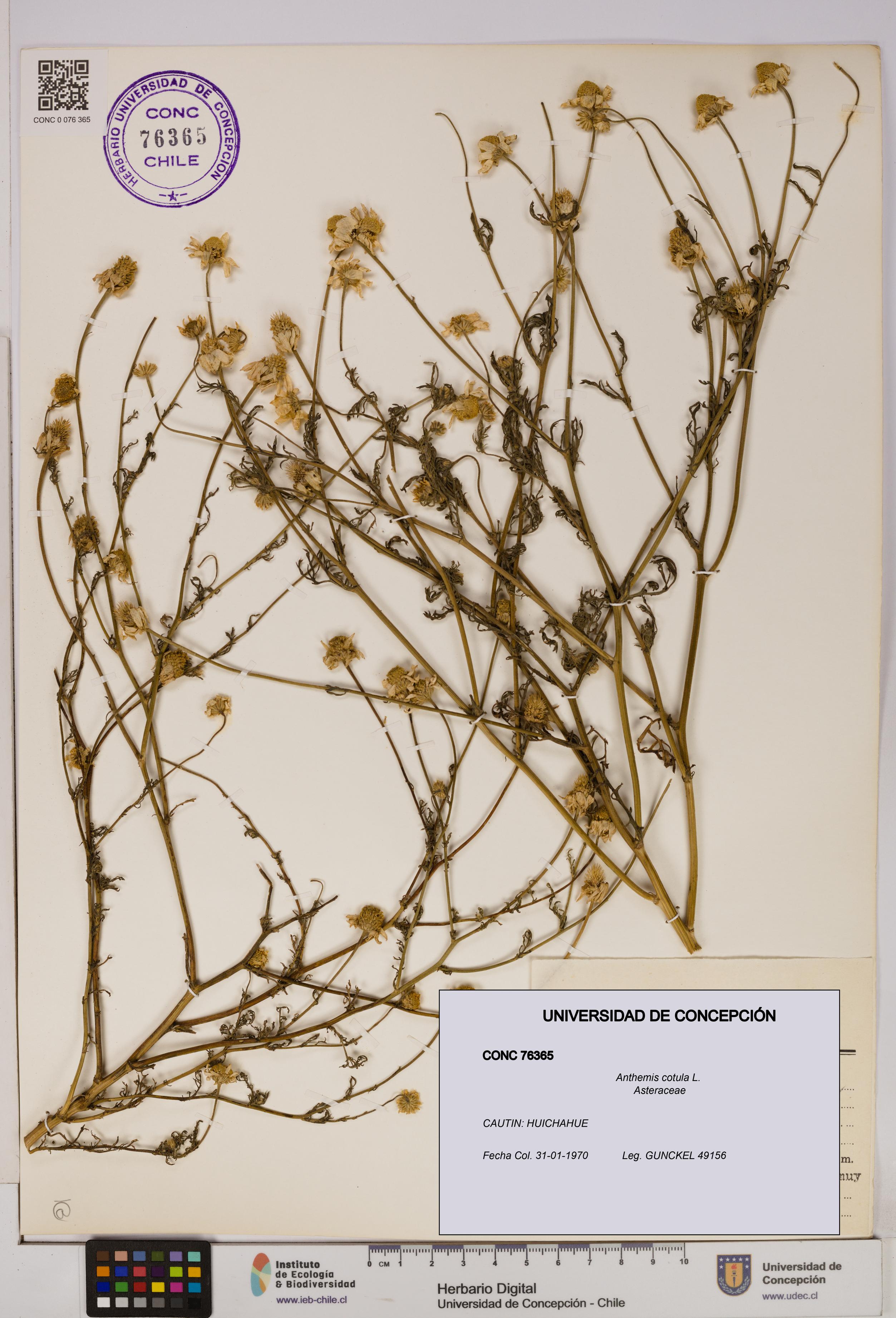 Anthemis cotula [Espécimen: UDEC:CONC:0076365]