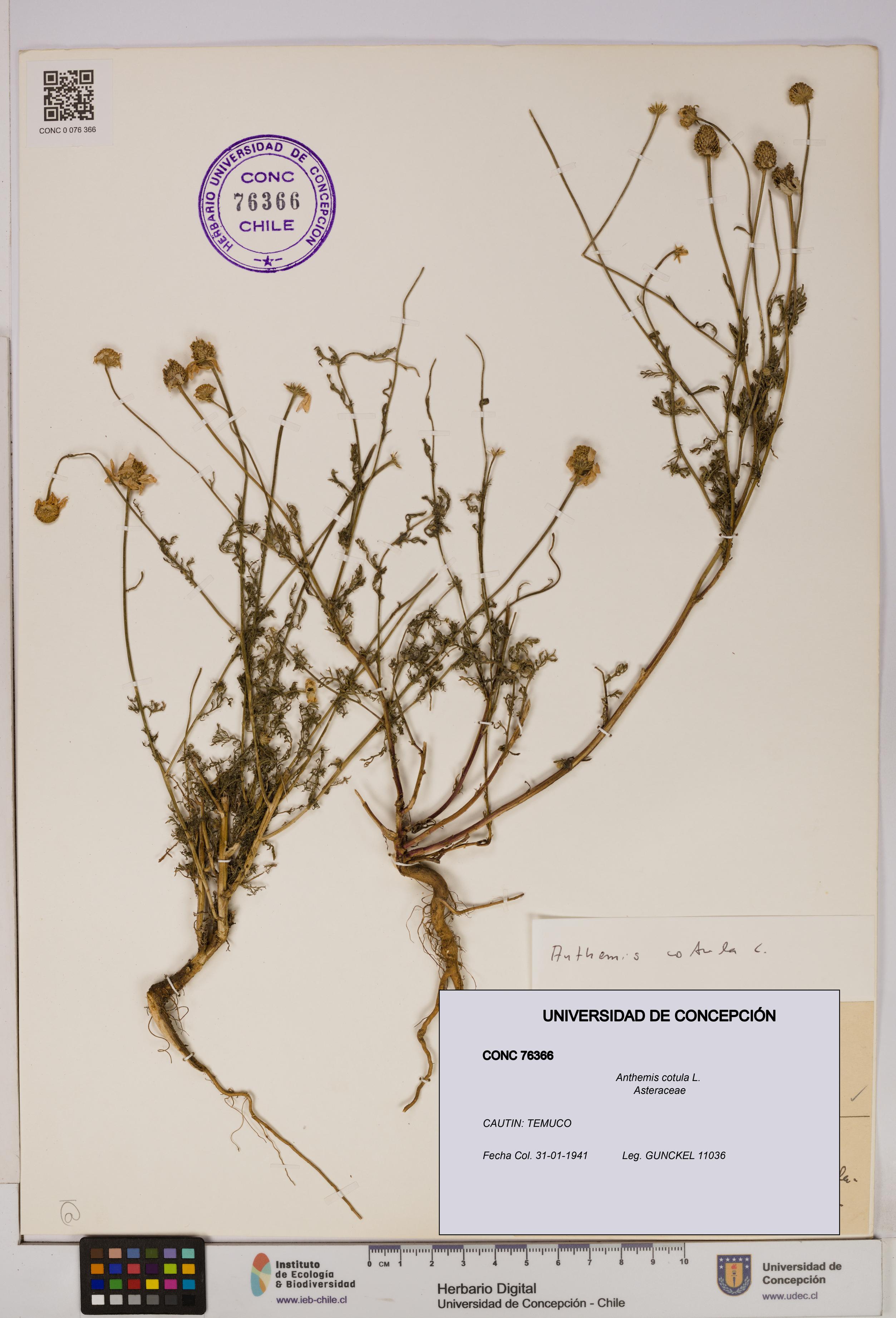 Anthemis cotula [Espécimen: UDEC:CONC:0076366]