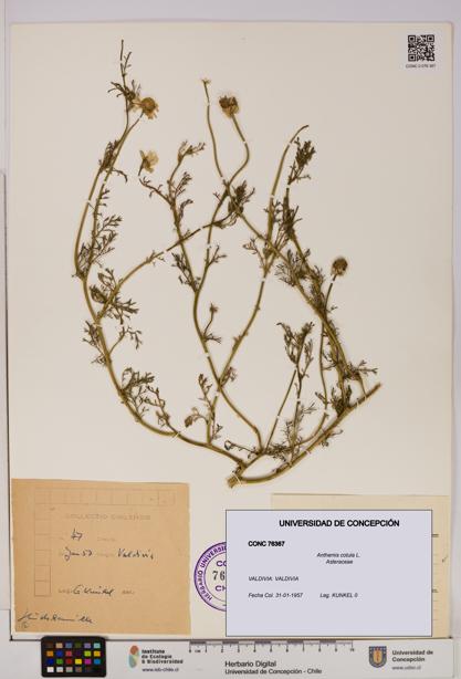 Anthemis cotula [Espécimen: UDEC:CONC:0076367]