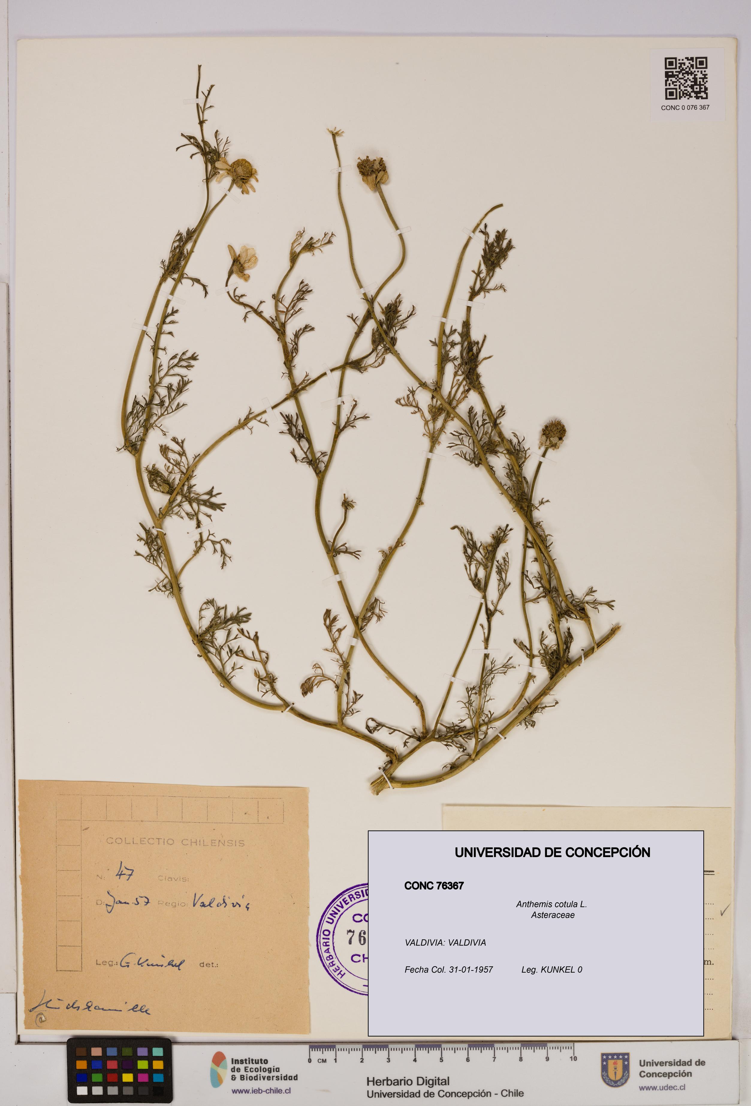Anthemis cotula [Espécimen: UDEC:CONC:0076367]