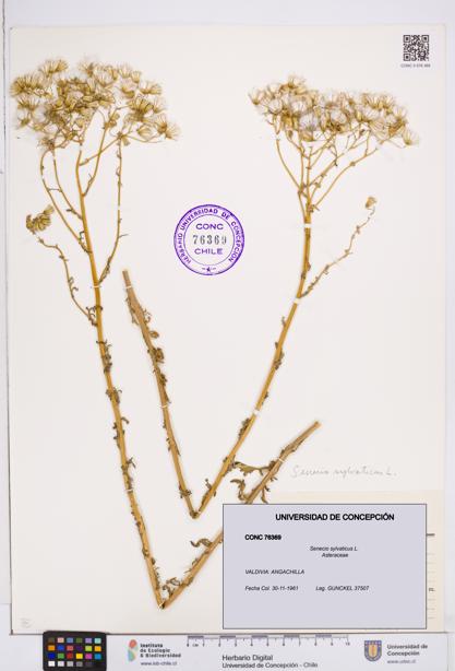 Senecio sylvaticus [Espécimen: ]