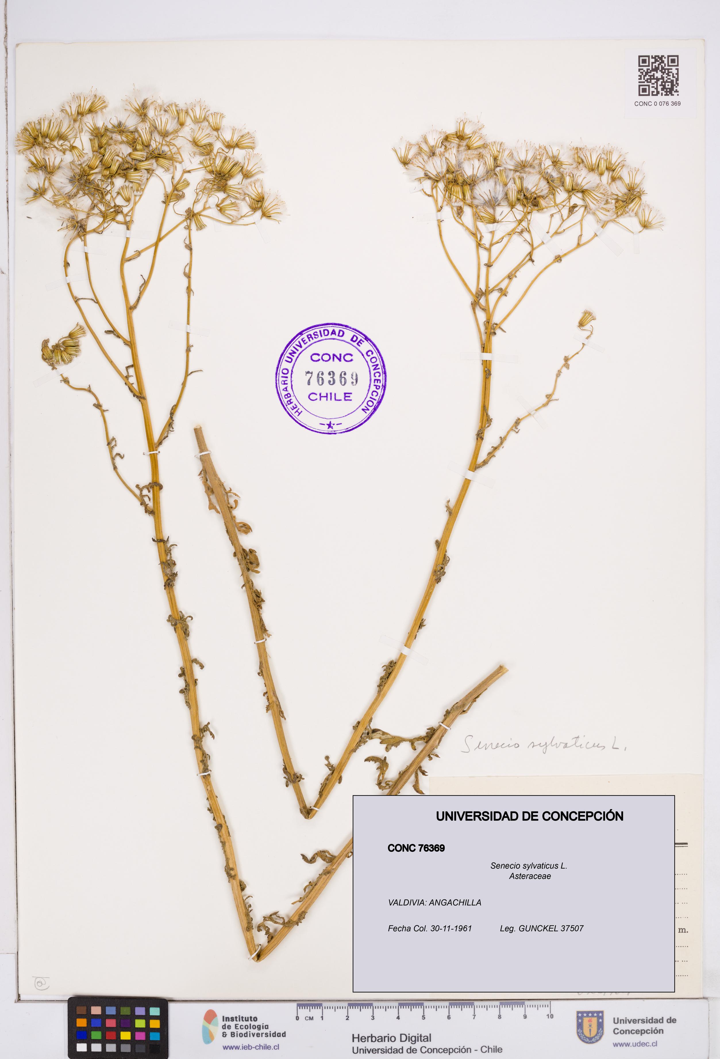 Senecio sylvaticus [Espécimen: ]