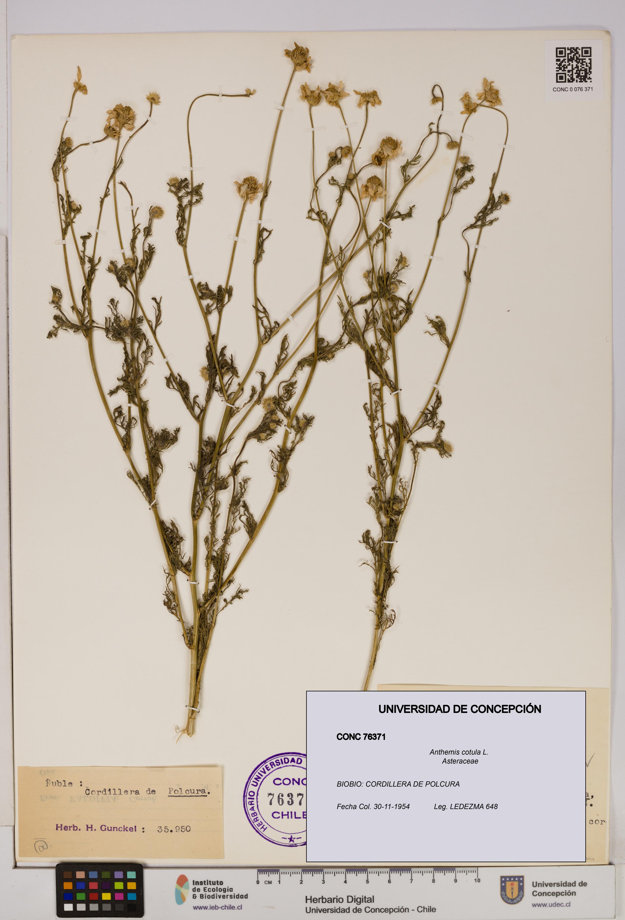 Anthemis cotula [Espécimen: UDEC:CONC:0076371]
