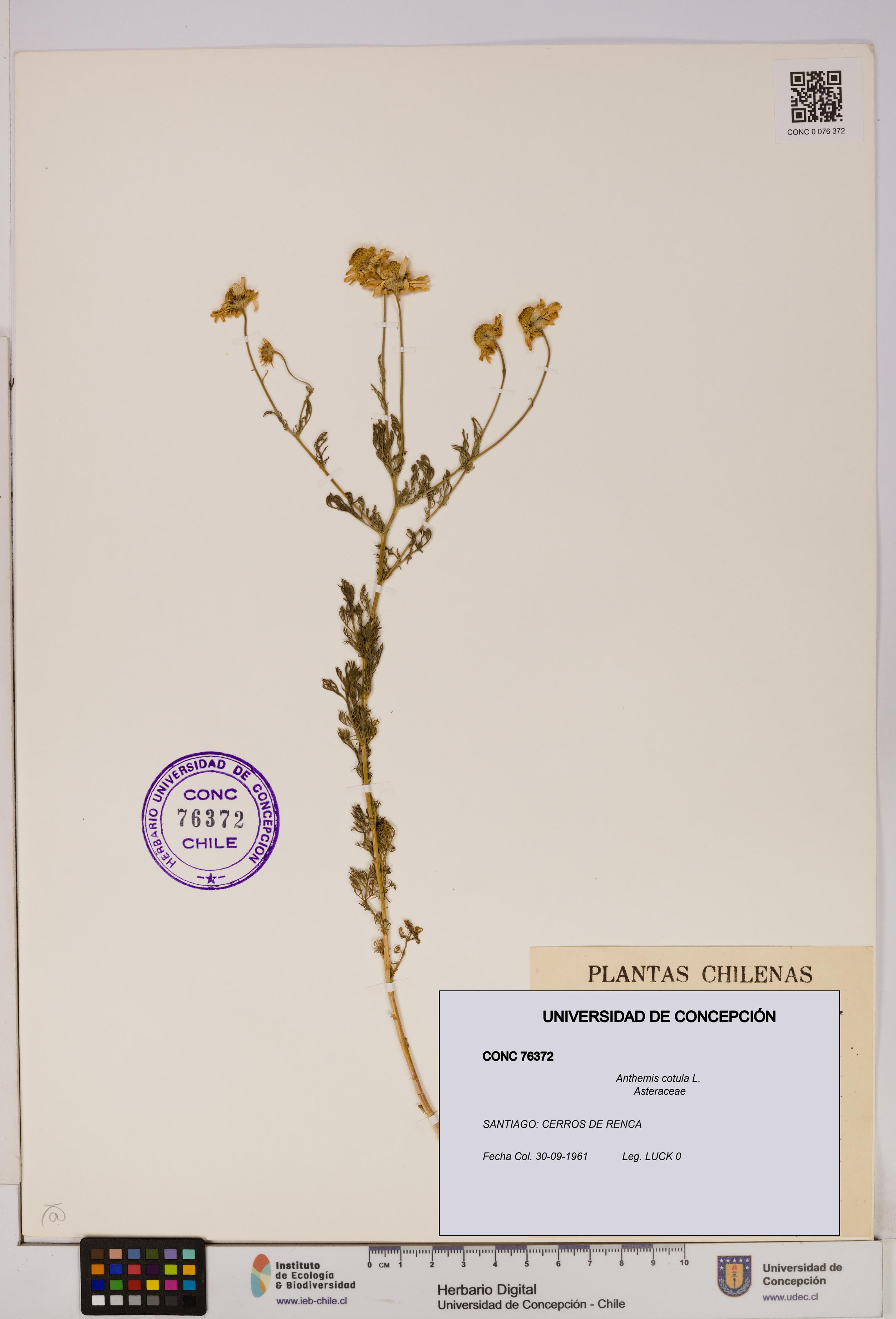Anthemis cotula [Espécimen: UDEC:CONC:0076372]