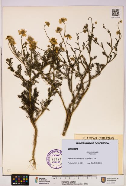 Anthemis cotula [Espécimen: UDEC:CONC:0076373]