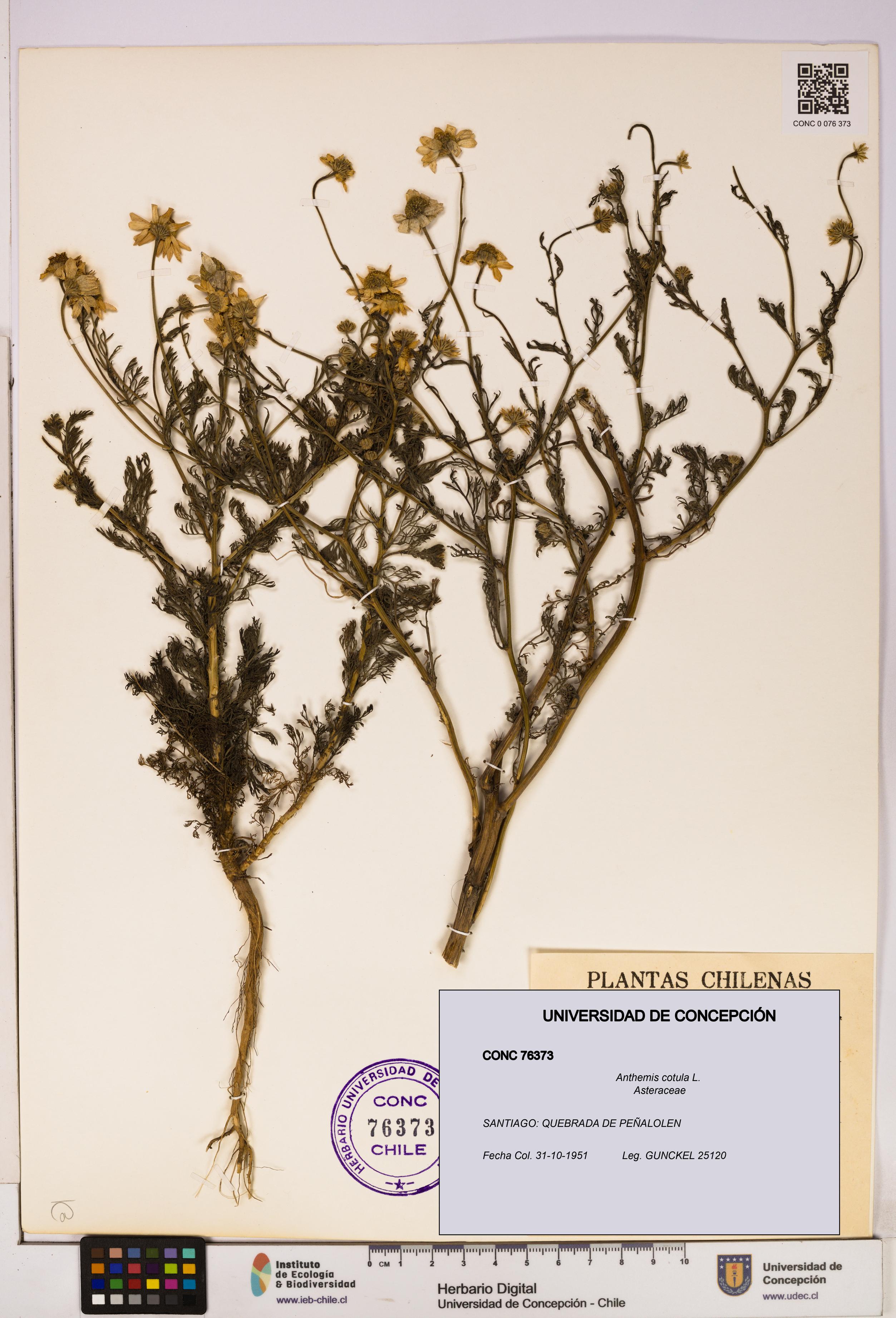 Anthemis cotula [Espécimen: UDEC:CONC:0076373]