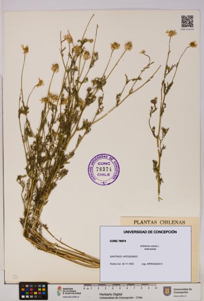 Anthemis cotula [Espécimen: UDEC:CONC:0076374]