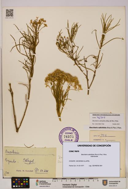 Baccharis salicifolia [Espécimen: UDEC:CONC:0076375]