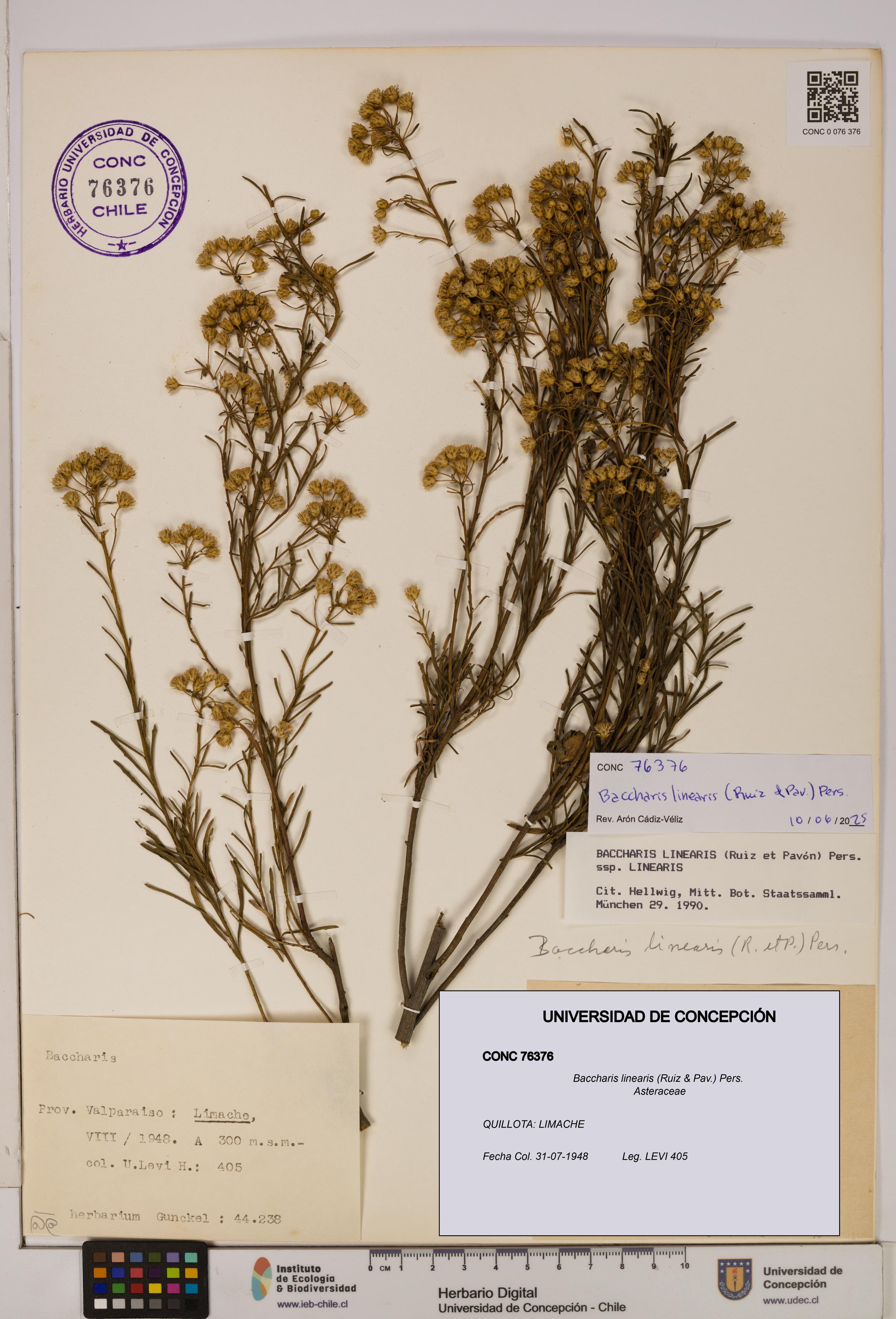 Baccharis linearis [Espécimen: UDEC:CONC:0076376]