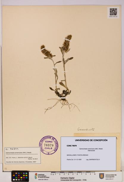 Gamochaeta americana [Espécimen: UDEC:CONC:0076379]