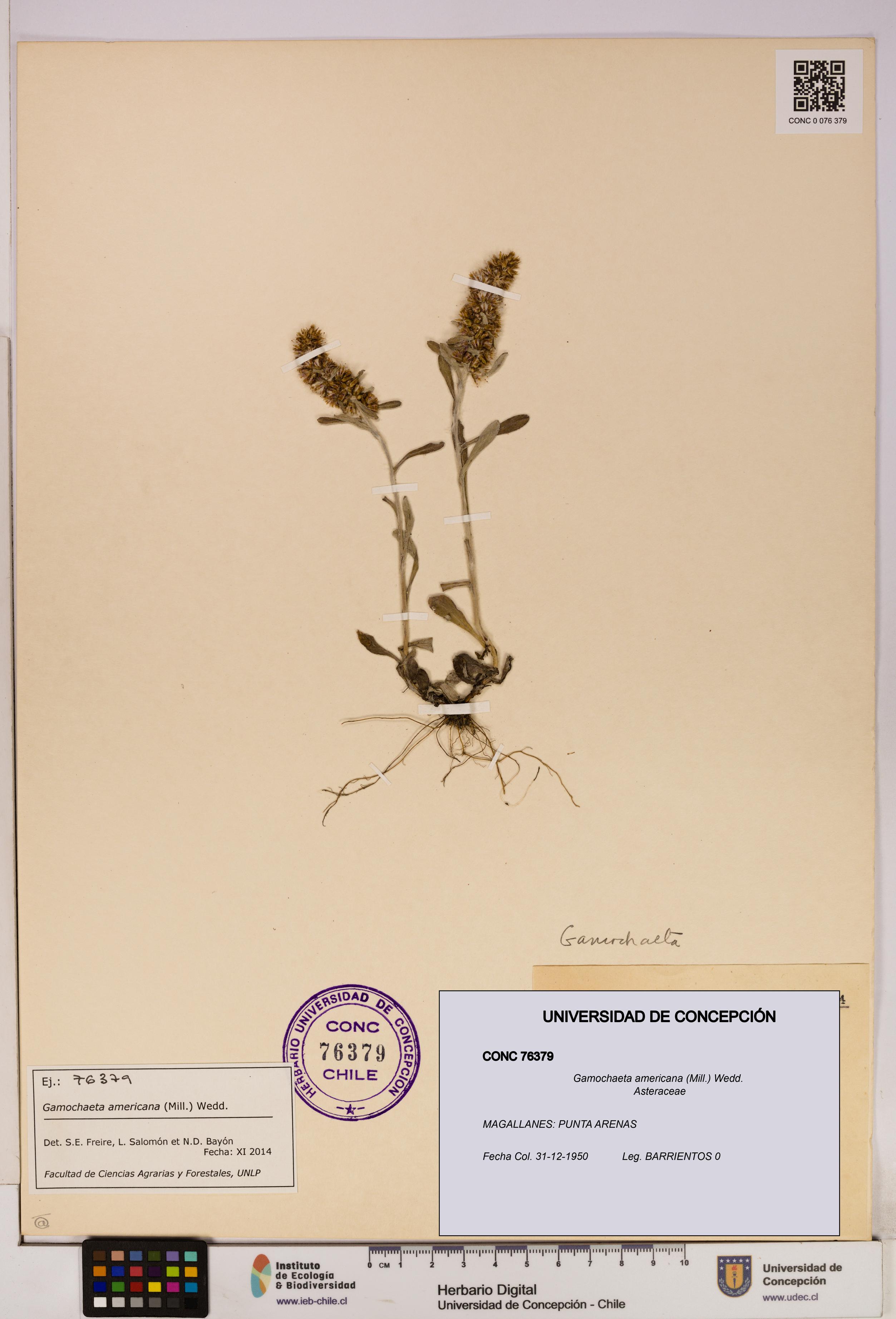 Gamochaeta americana [Espécimen: UDEC:CONC:0076379]