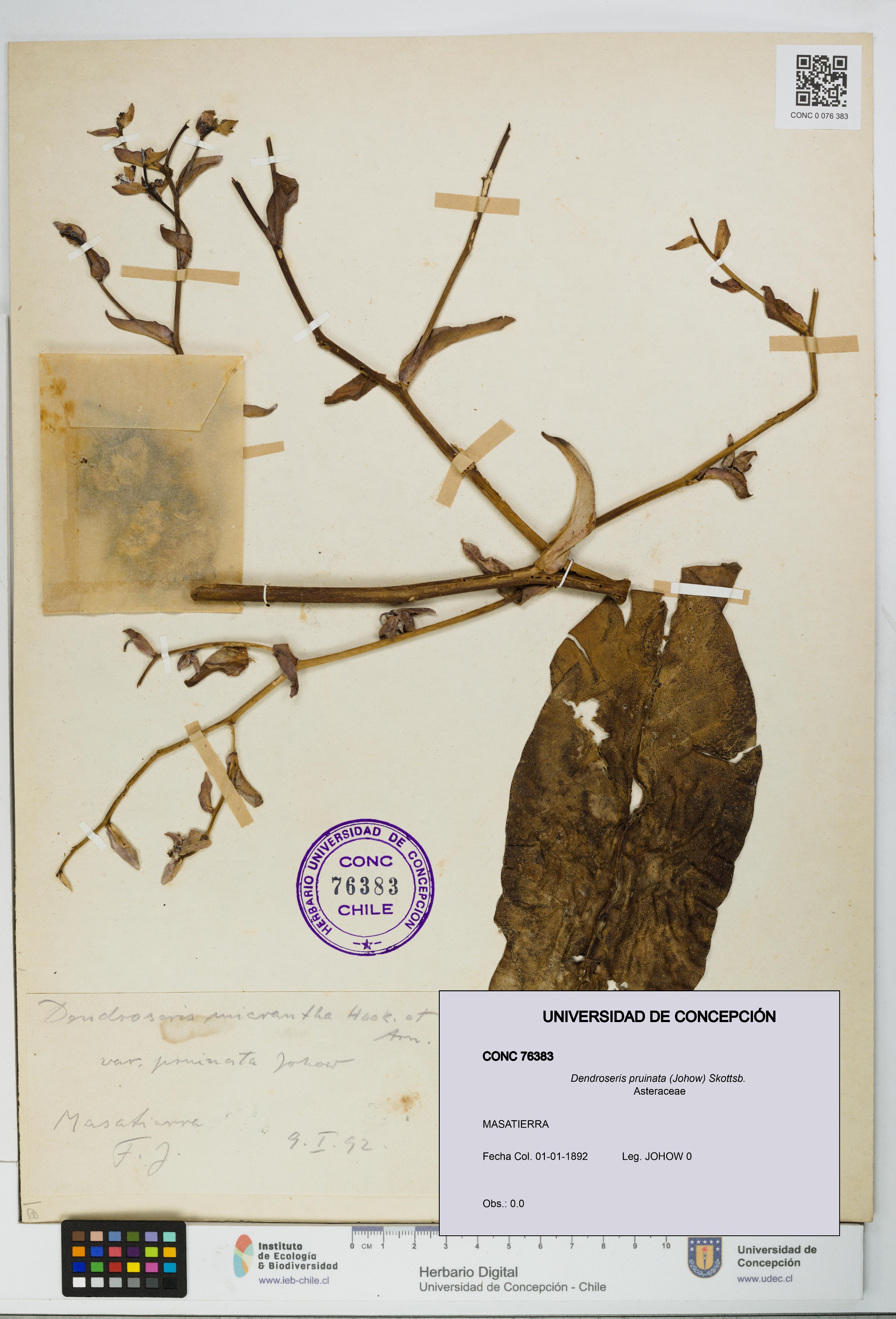 Dendroseris pruinata [Espécimen: UDEC:CONC:0076383]