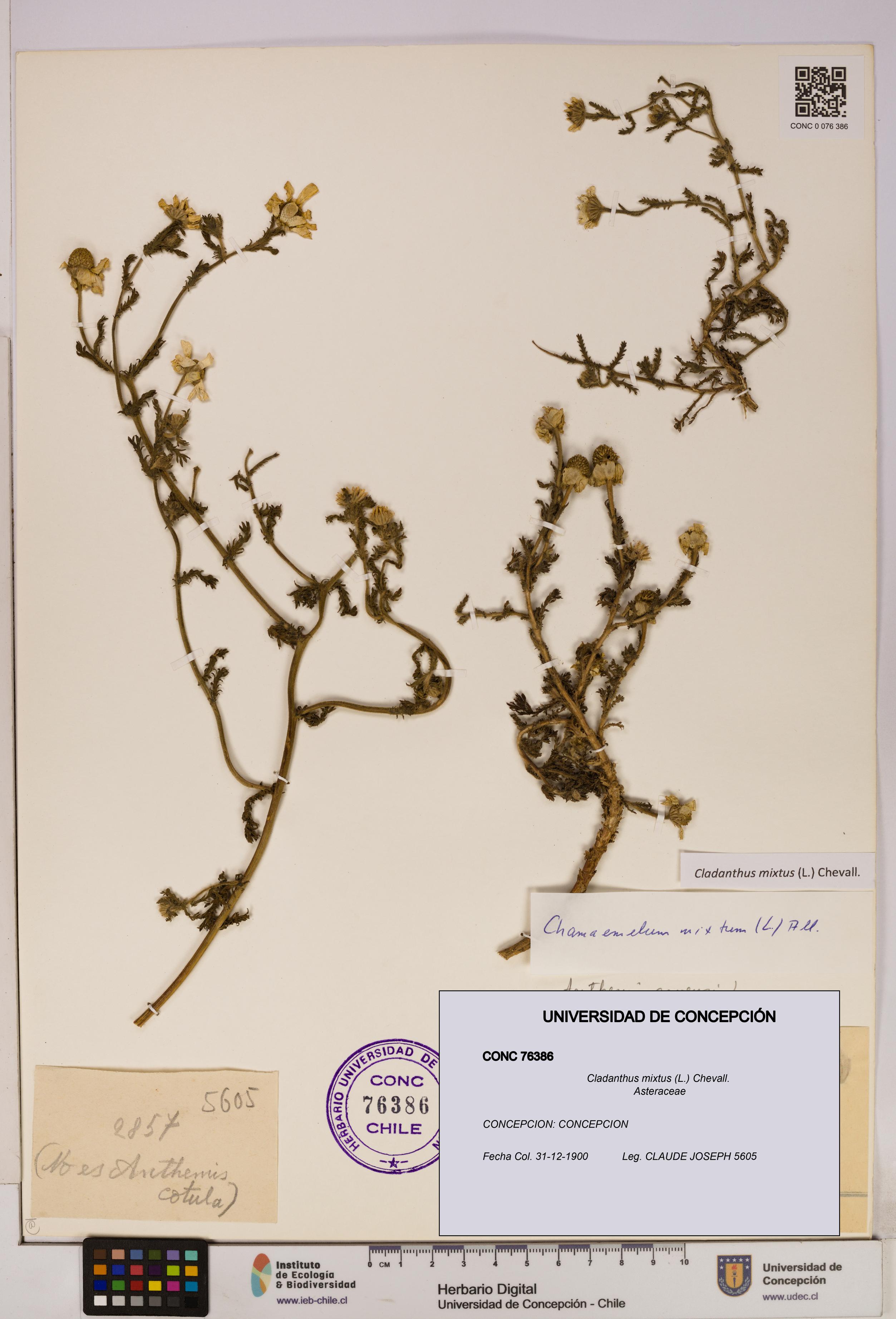 Cladanthus mixtus [Espécimen: UDEC:CONC:0076386]