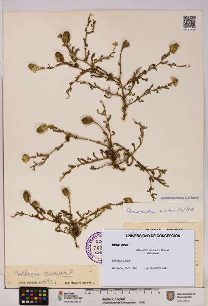 Cladanthus mixtus [Espécimen: UDEC:CONC:0076387]