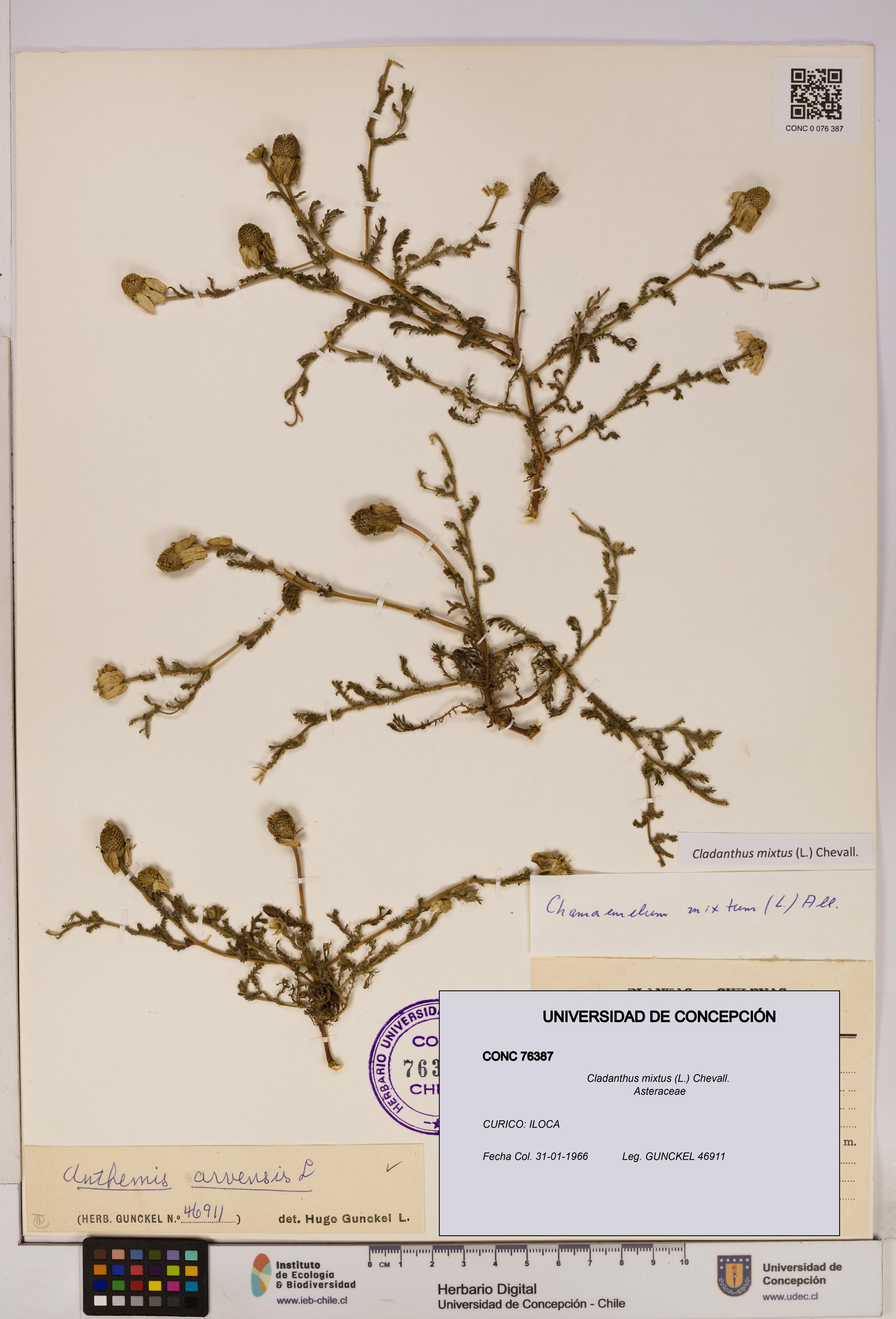 Cladanthus mixtus [Espécimen: UDEC:CONC:0076387]