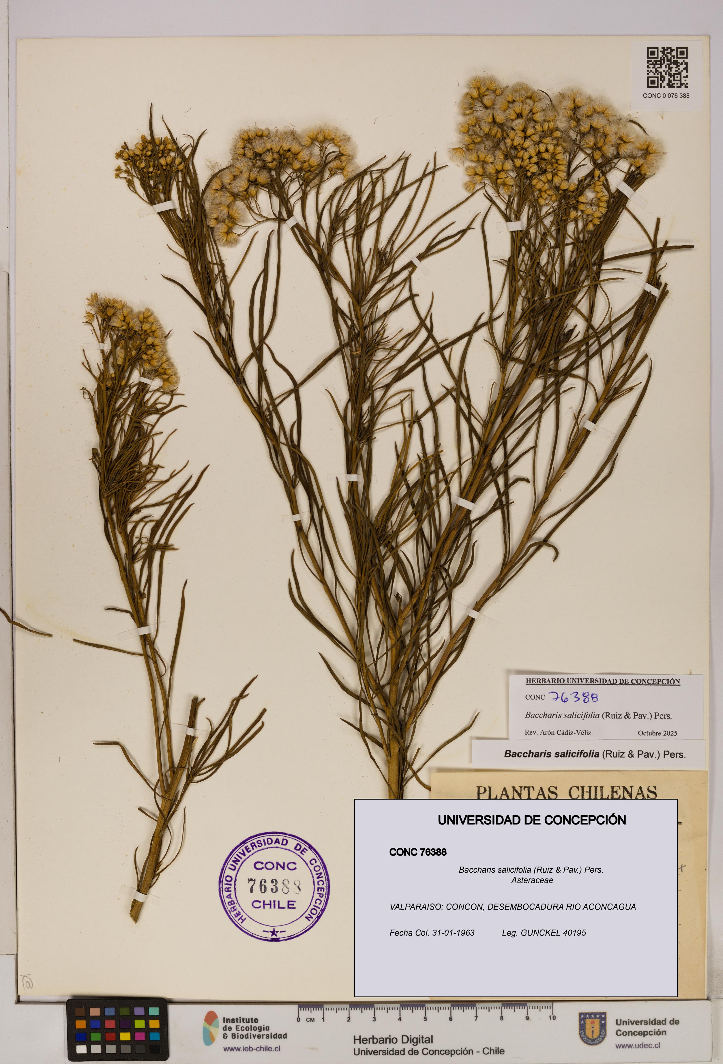 Baccharis salicifolia [Espécimen: UDEC:CONC:0076388]