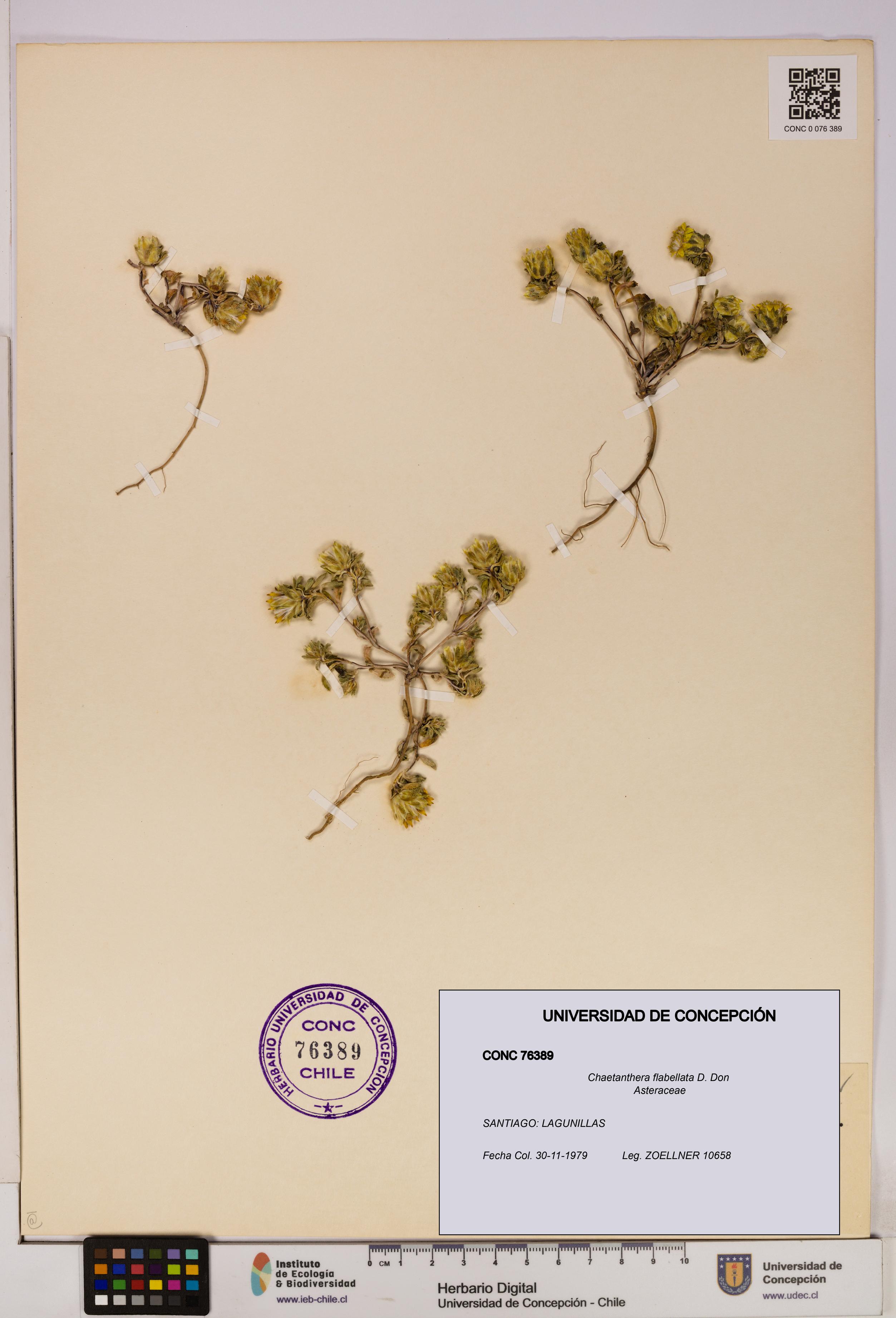 Chaetanthera flabellata [Espécimen: UDEC:CONC:0076389]