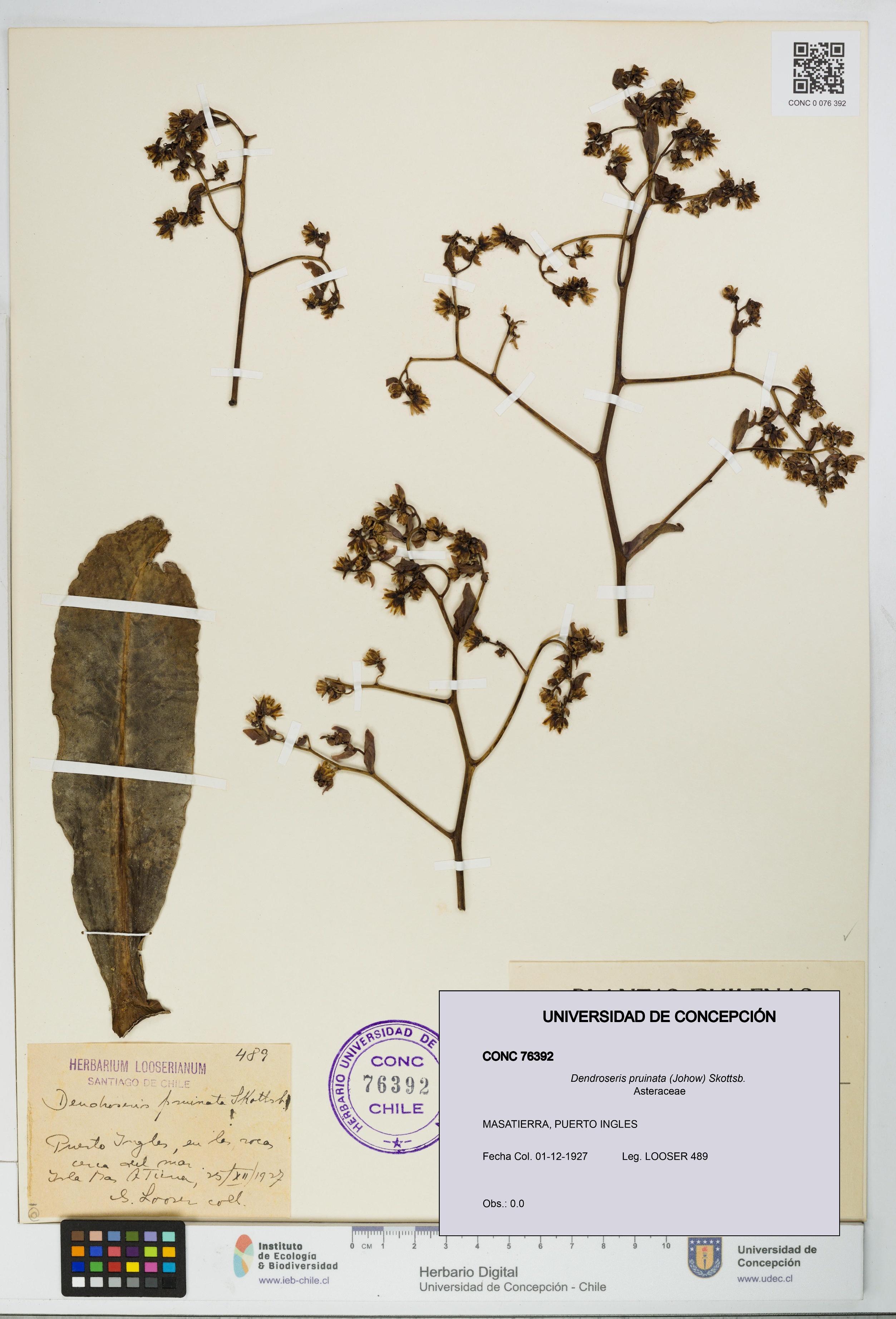 Dendroseris pruinata [Espécimen: UDEC:CONC:0076392]