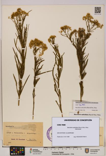 Baccharis salicifolia [Espécimen: UDEC:CONC:0076395]