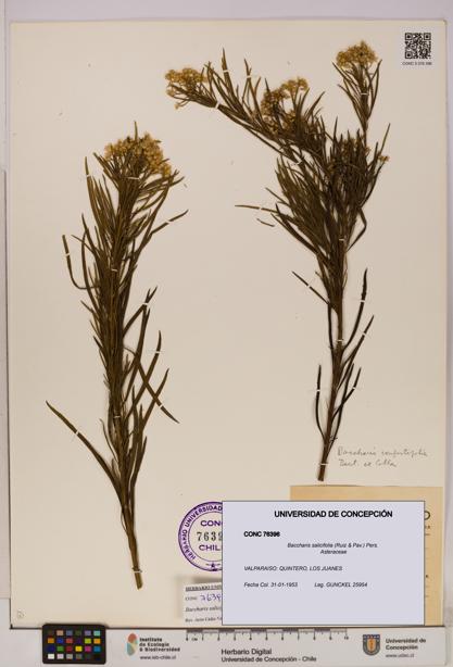 Baccharis salicifolia [Espécimen: UDEC:CONC:0076396]