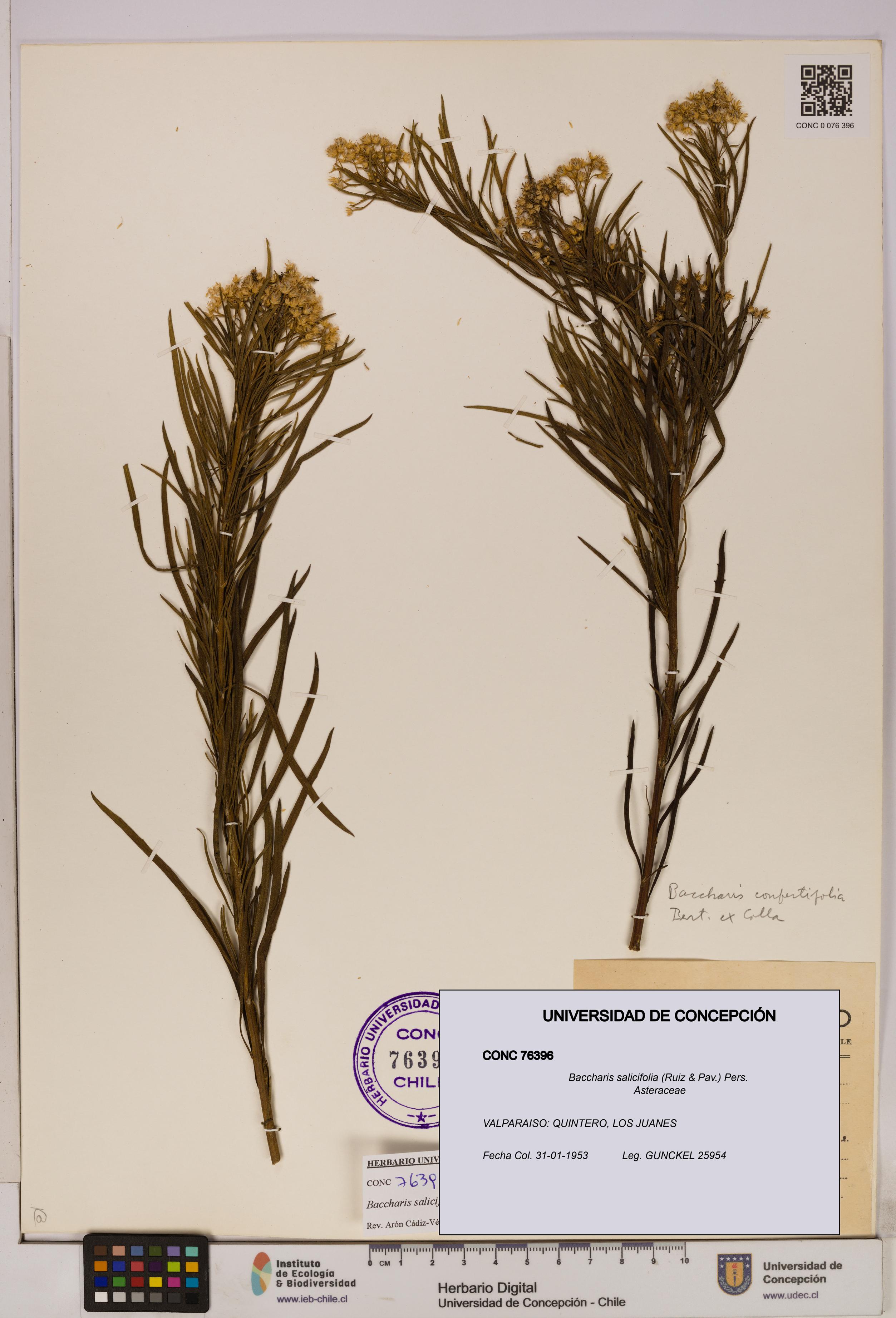 Baccharis salicifolia [Espécimen: UDEC:CONC:0076396]