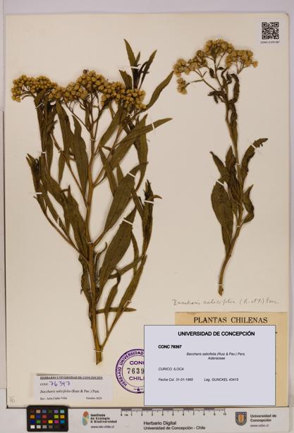 Baccharis salicifolia [Espécimen: UDEC:CONC:0076397]
