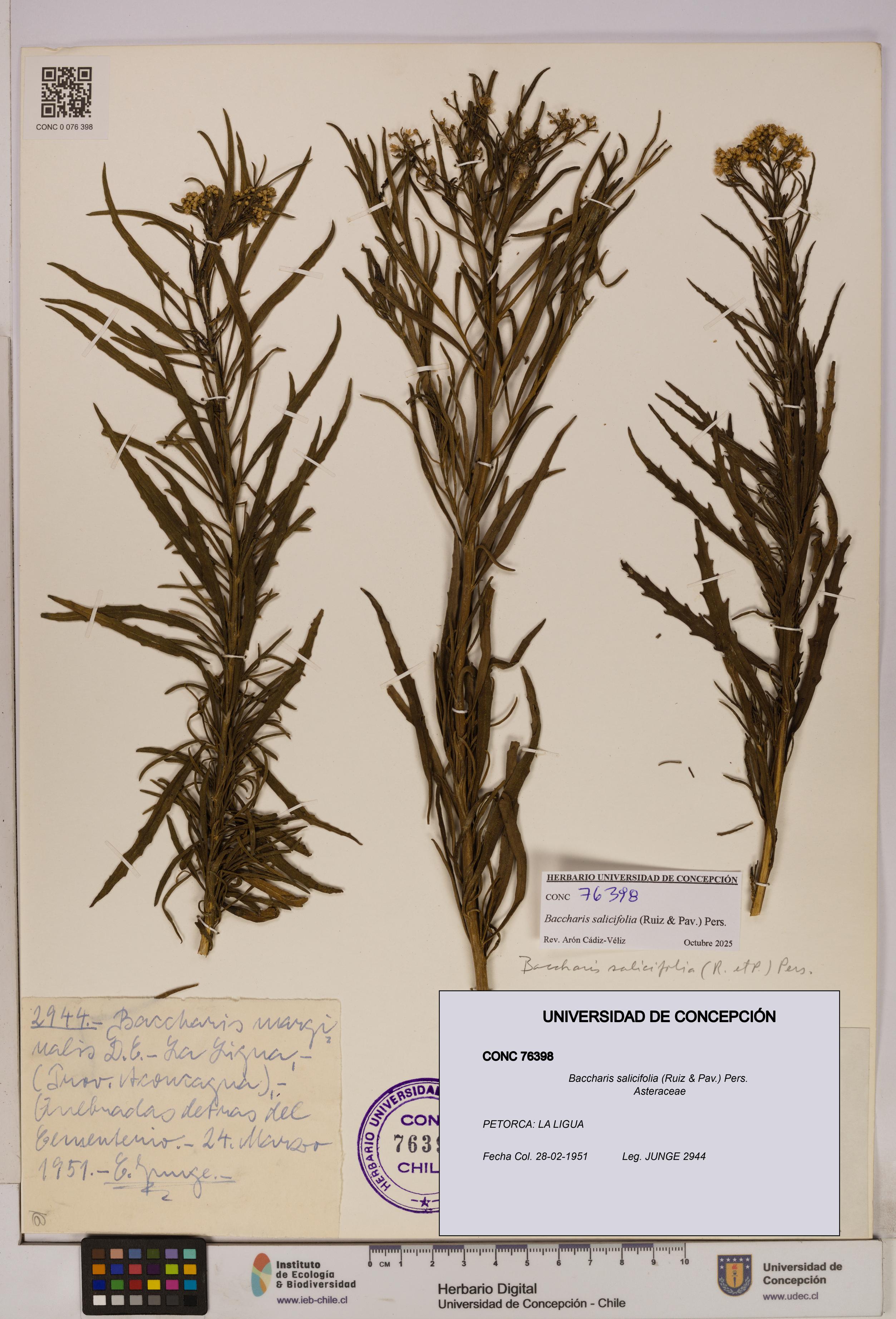 Baccharis salicifolia [Espécimen: UDEC:CONC:0076398]