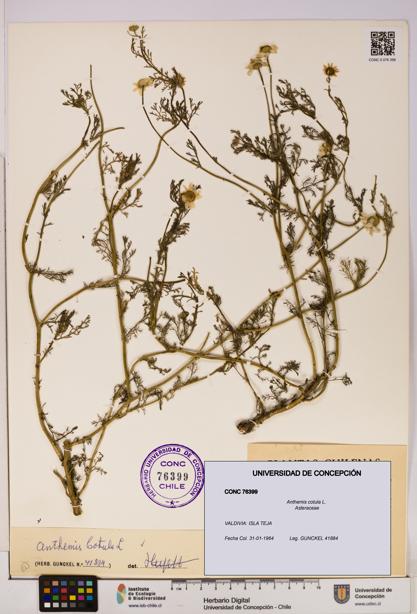 Anthemis cotula [Espécimen: UDEC:CONC:0076399]