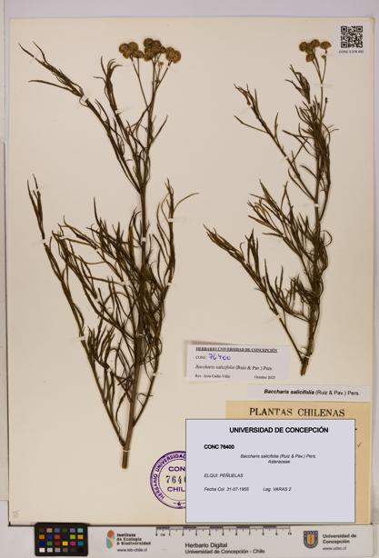 Baccharis salicifolia [Espécimen: UDEC:CONC:0076400]