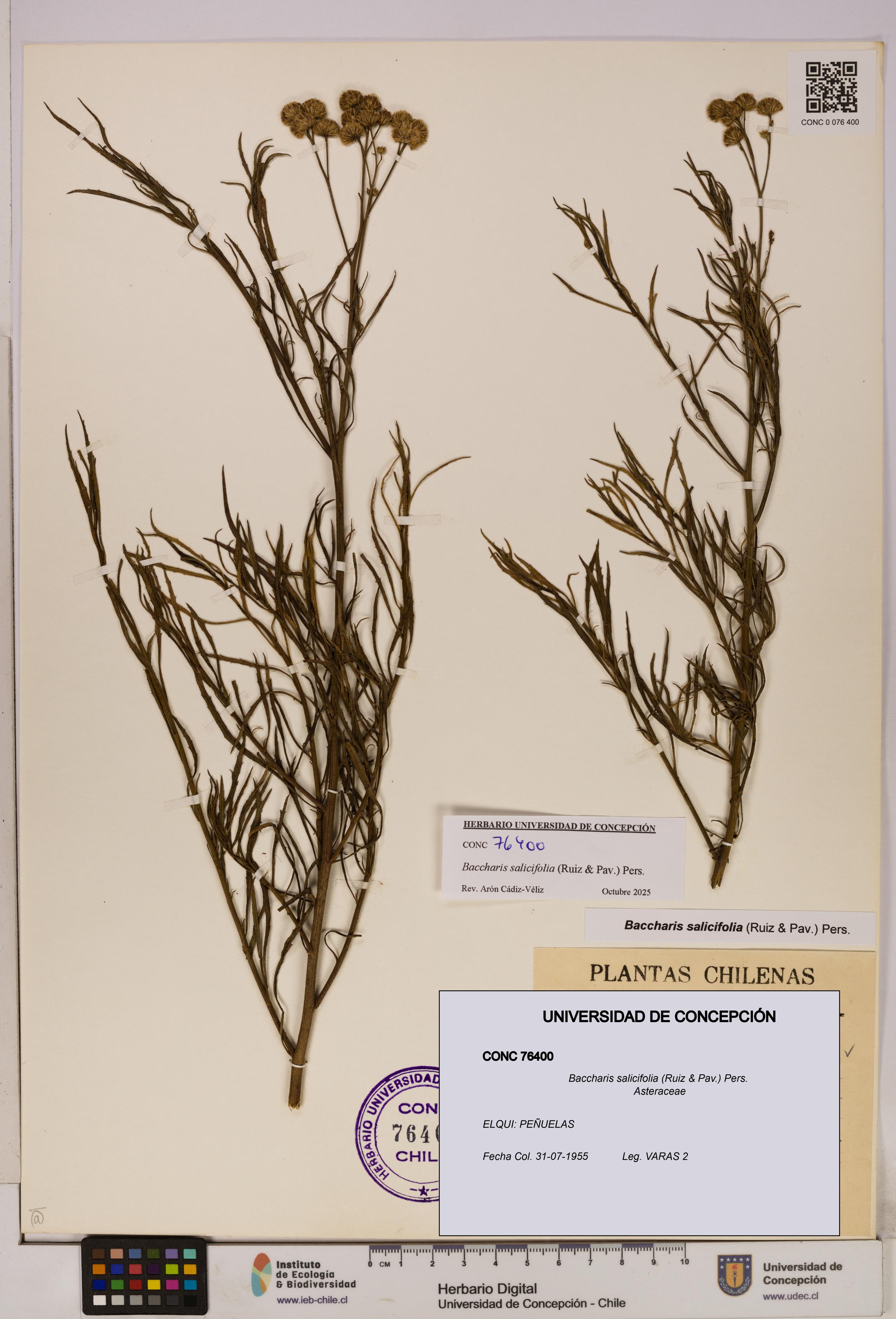 Baccharis salicifolia [Espécimen: UDEC:CONC:0076400]