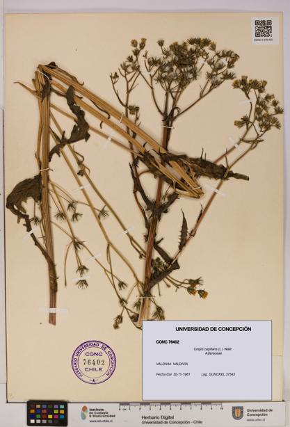 Crepis capillaris [Espécimen: UDEC:CONC:0076402]
