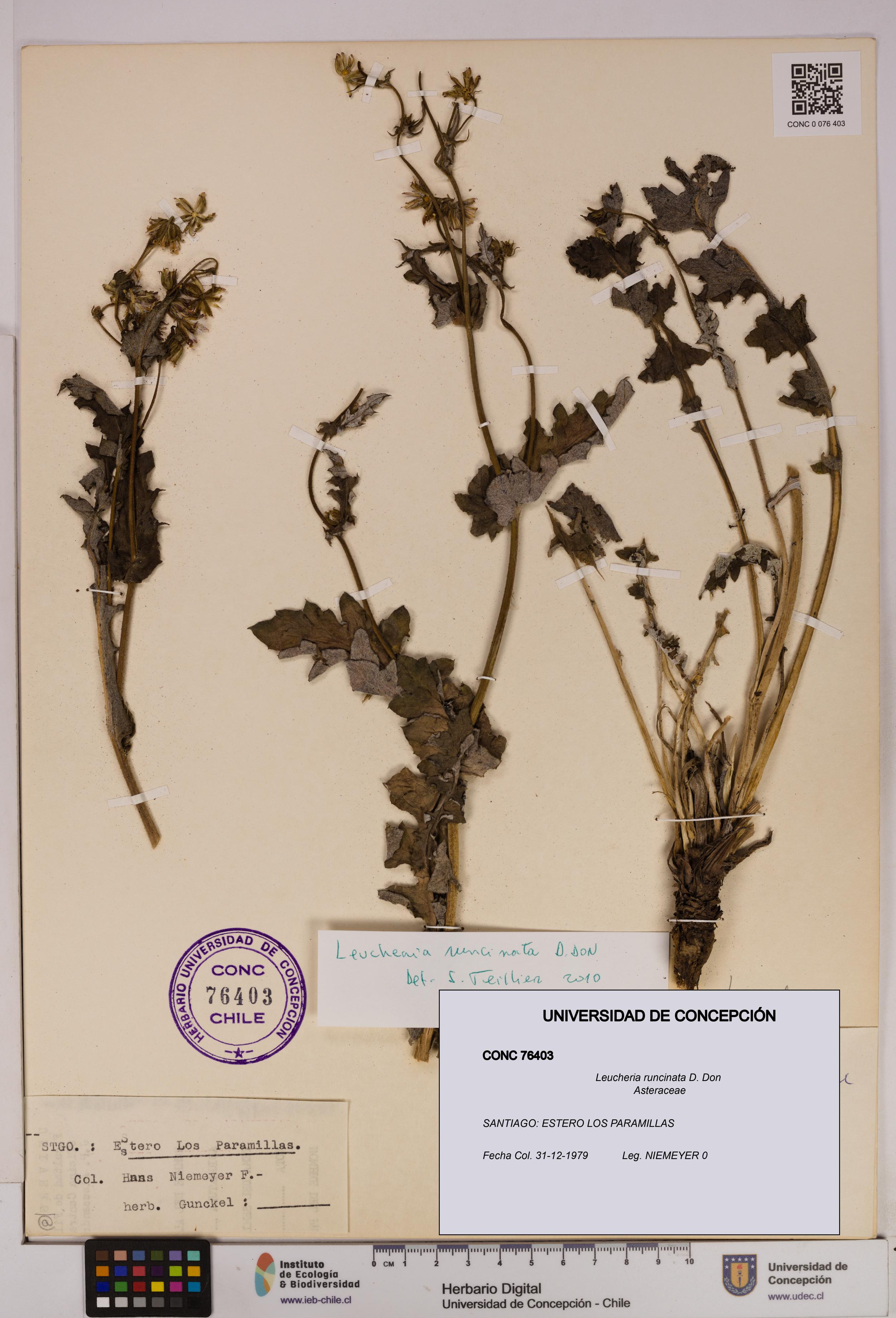 Leucheria runcinata [Espécimen: UDEC:CONC:0076403]